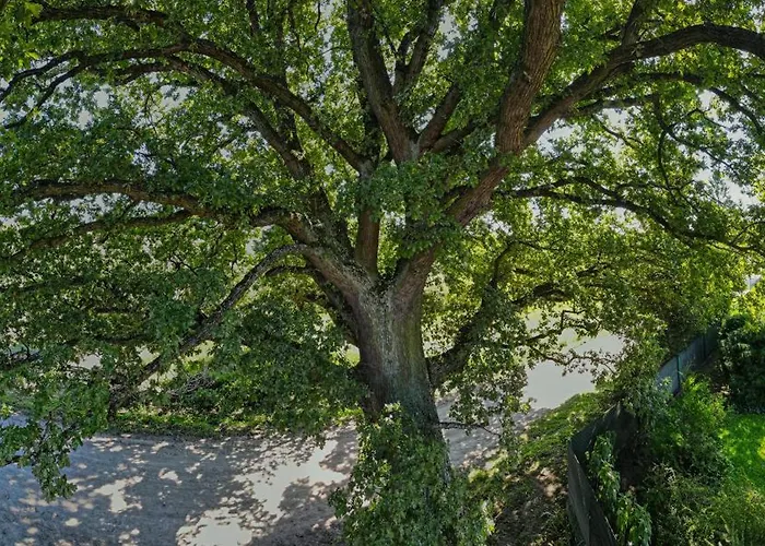 Agrokwatera Stary Dab منزل للإقامة Czarny Mlyn